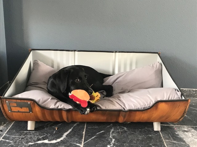 Hondenmand Puppy Indusigns