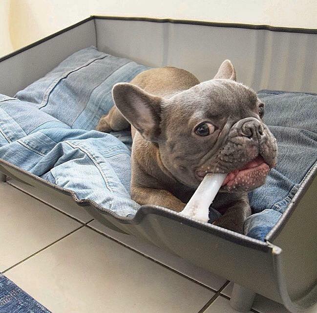 Stoere hond stoere mand