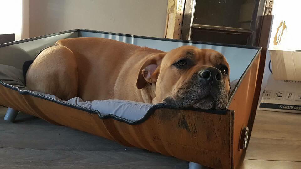 Stoere hondenmand voor stoere hond