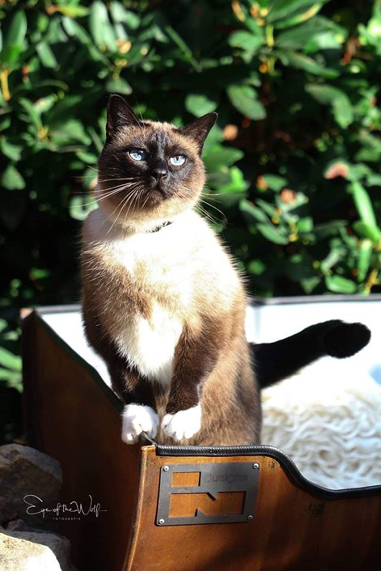 Stoere mand Kattenmand Indusigns Olievat